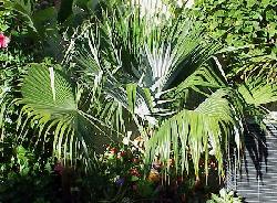 Brahea nitida