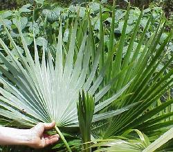 Brahea nitida