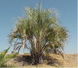 Butia bonetti