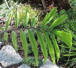 Arenga micrantha