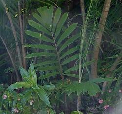 Arenga micrantha