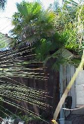 Acoelorrhaphe wrightii