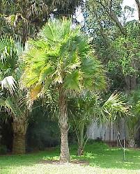 Brahea brandegeei