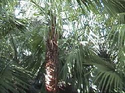 Brahea brandegeei