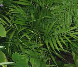 Chamaedorea elegans
