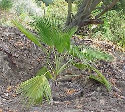 Brahea dulcis