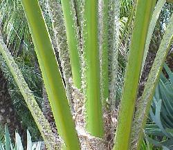 Brahea dulcis