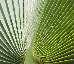 Brahea dulcis